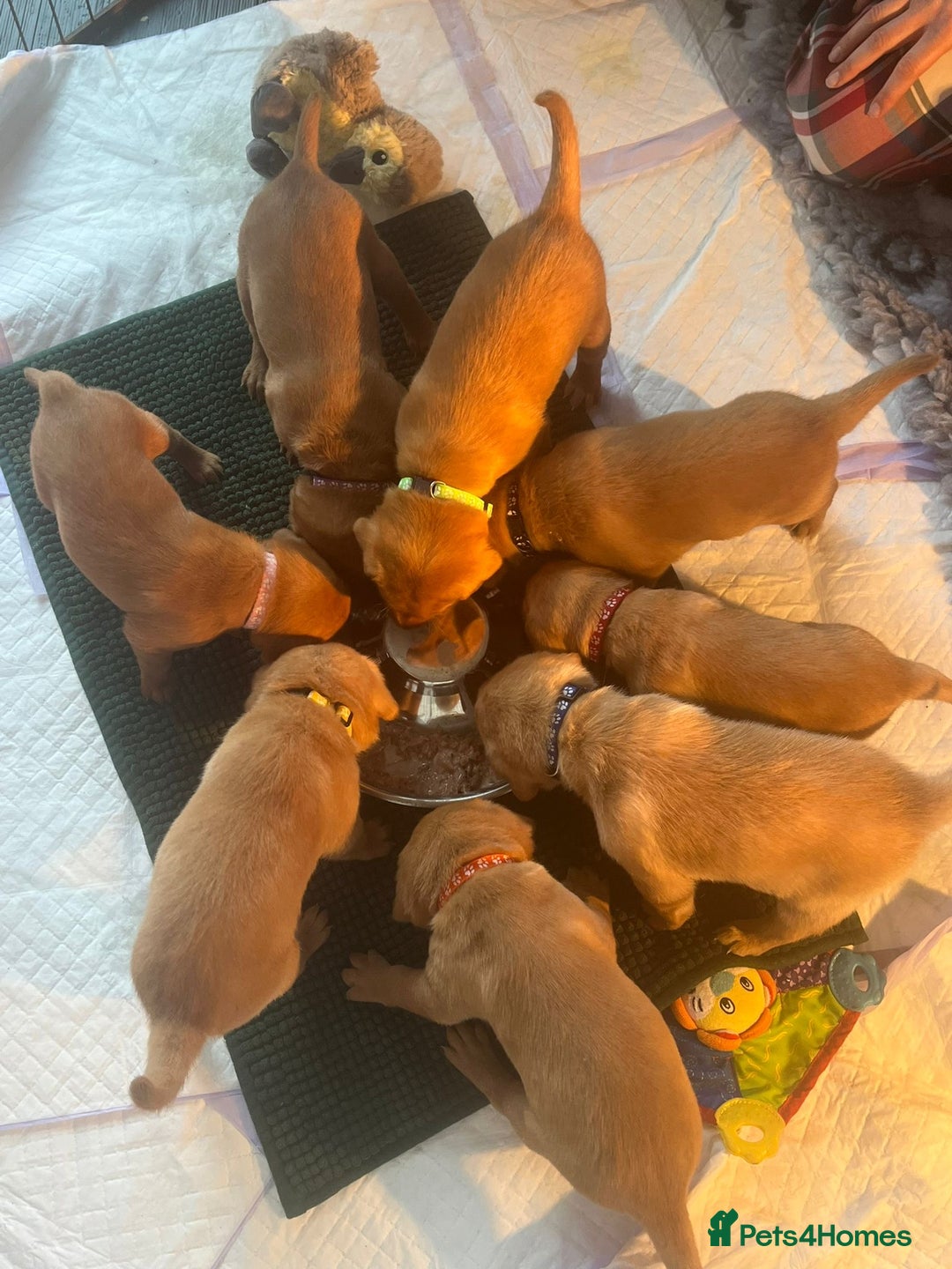 Labrador Retriever dogs for sale: Extensively Health tested Red fox Labradors 🧡 - Advert 31