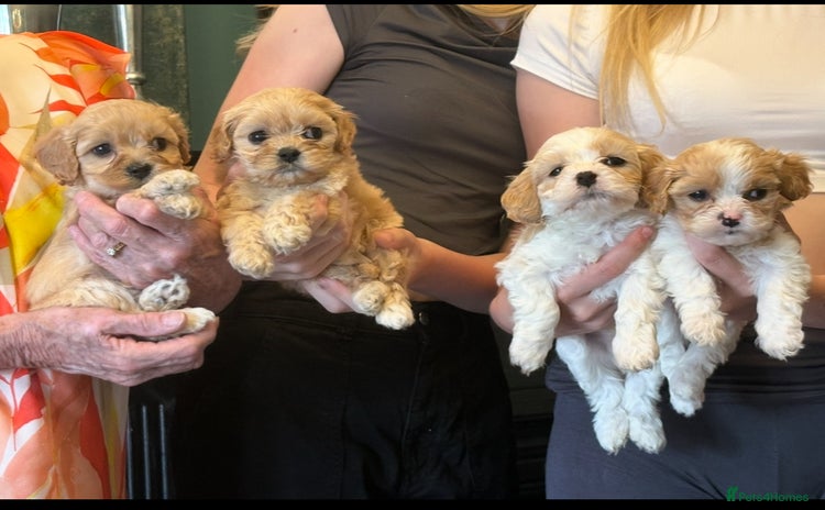 Cavachon dogs - Advert 12