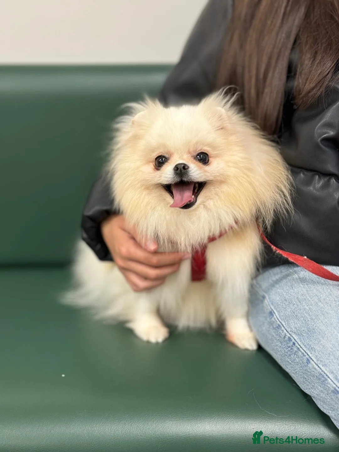 Pomeranian dogs for sale: Pomeranian Female for Sale – 3 Years Old - Advert 8