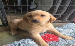 Goldador dogs for sale: 🧡 beautiful chunky goldador puppies 🧡 - Image 3