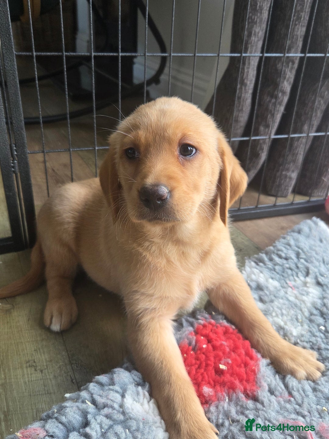 Goldador dogs for sale: 🧡 beautiful chunky goldador puppies 🧡 - Image 3