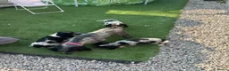 Cockalier dogs for sale: Cockalier puppies forsale - Advert 9