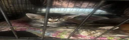 Mixed Breed cats for sale: kittens - Advert 12