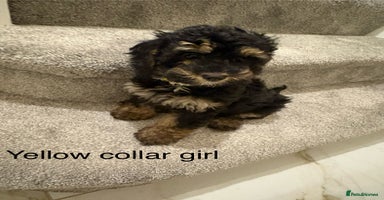 Cavapoo dogs Beautiful Cavapoo F1BB Puppies - Advert 9