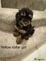 Cavapoo dogs Beautiful Cavapoo F1BB Puppies - Advert 2