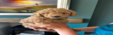 Cockapoo 3