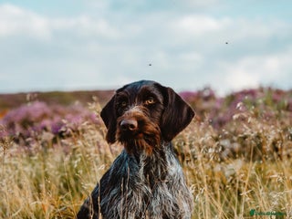 Mixed Breed dogs GWP x Hungarian wirehaired Viszla - Advert 1