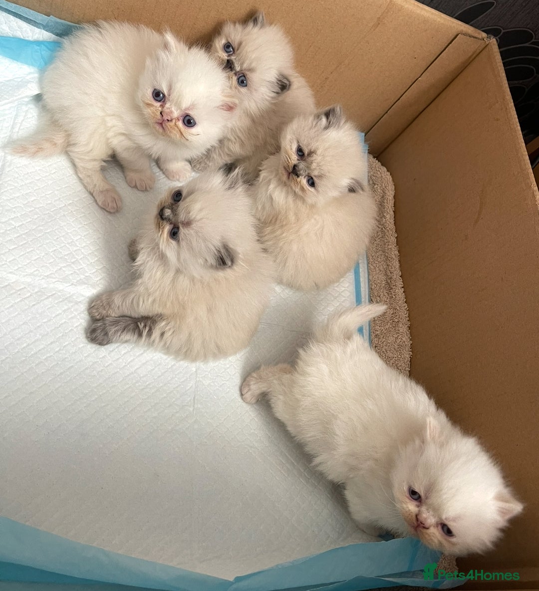 Persian cats for sale: 2 male 4 female  - Image 7