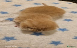 Mixed Breed cats for sale: 5 Bengal x Kittens–Glitter Coats,Beautiful Colours - Image 16