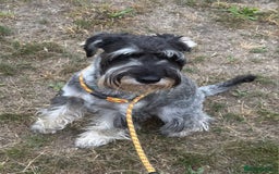 Schnauzer dogs for sale: SOLD - 14mo female P/S Standard Schnauzer - Advert 9