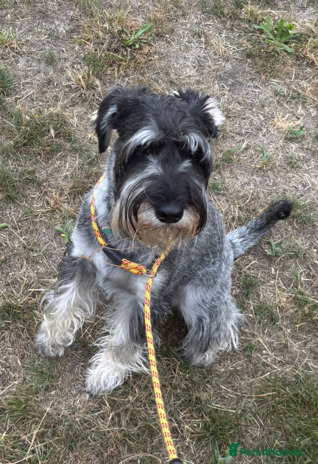 Schnauzer dogs for sale: SOLD - 14mo female P/S Standard Schnauzer - Advert 9