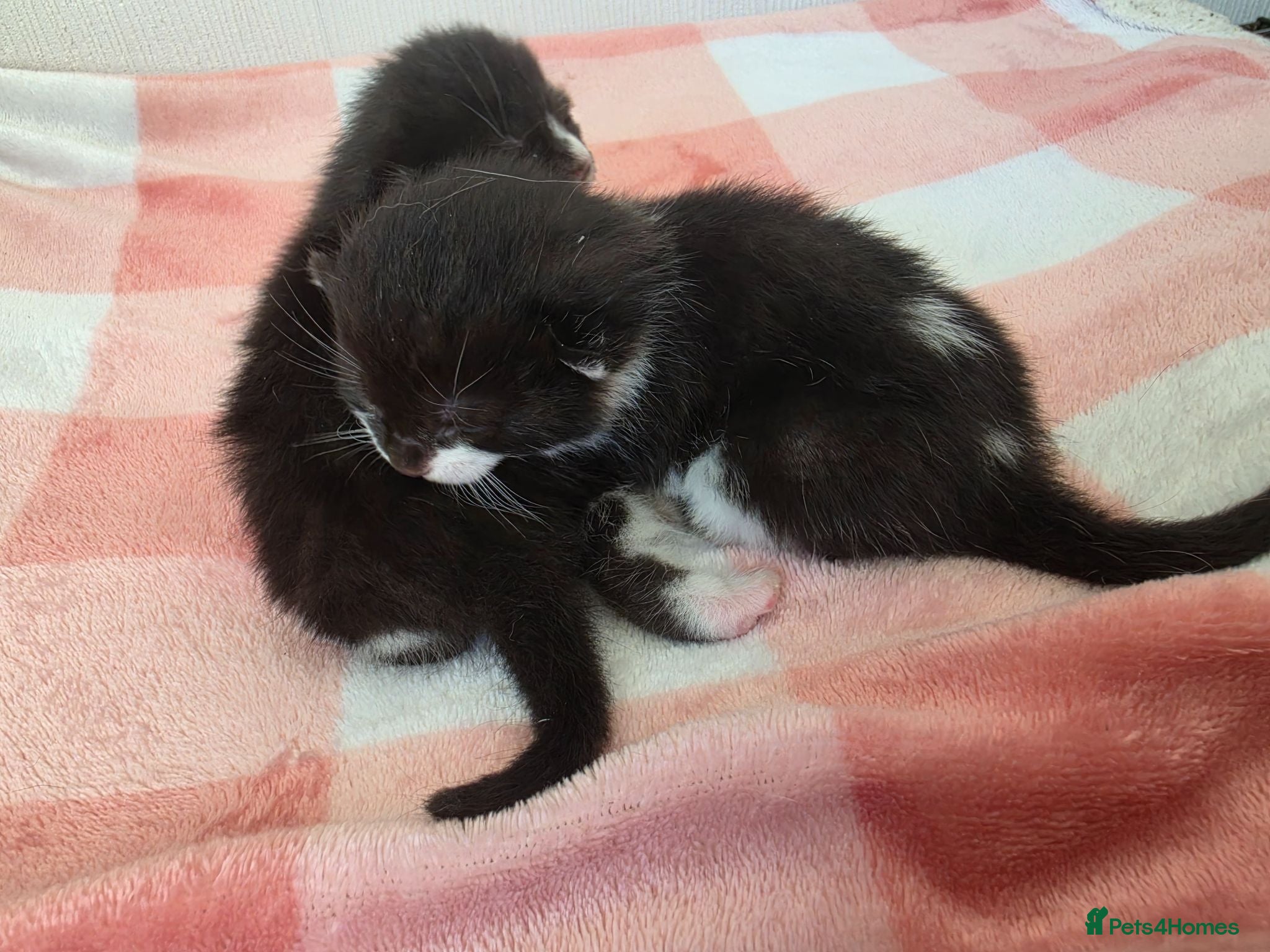 Mixed Breed cats Two beautiful black and white boy kittens - Advert 1