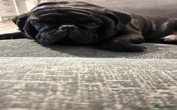 Pug dogs for sale: Male pug  - Image 3