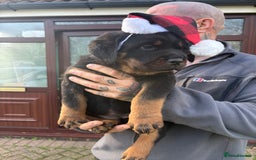 Rottweiler dogs for sale: 🐶two girls Full German kc pups for sale! 🐶🐾 - Advert 10