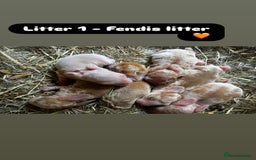 Rex rabbits for sale: 10X Mini lop x Rex babies Nova & Fendi 🧡🤍 - Image 1