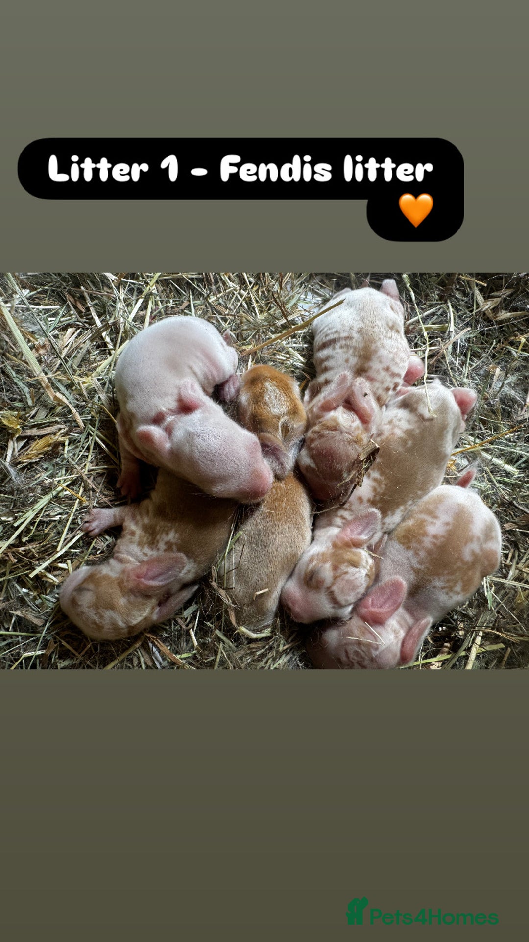 Rex rabbits for sale: 10X Mini lop x Rex babies Nova & Fendi 🧡🤍 - Image 1