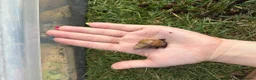 Snails invertebrates for sale: Giant african land snail babies  - Advert 3