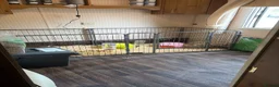 Guinea Pig rodents for sale: 3 male guinea pigs and everything needed for sale  - Advert 6