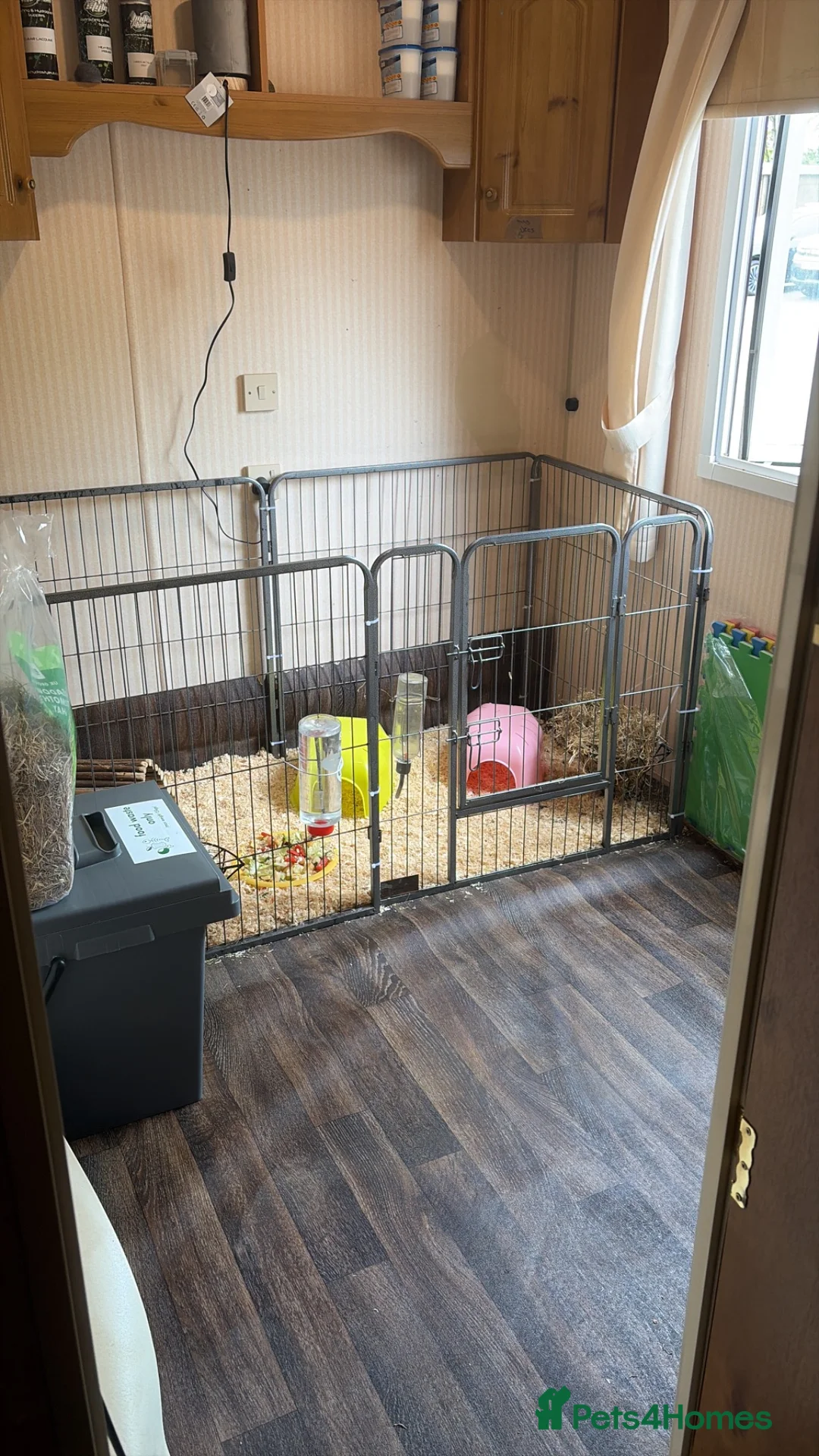 Guinea Pig rodents for sale: 3 male guinea pigs and everything needed for sale  - Advert 6