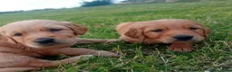 Golden Retriever dogs for sale: KC Reg Health Tested Dark Golden Retriever Puppies - Advert 9