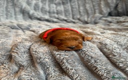 Cavapoo dogs for sale: Beautiful Cavapoo Puppies🐶 - Image 6