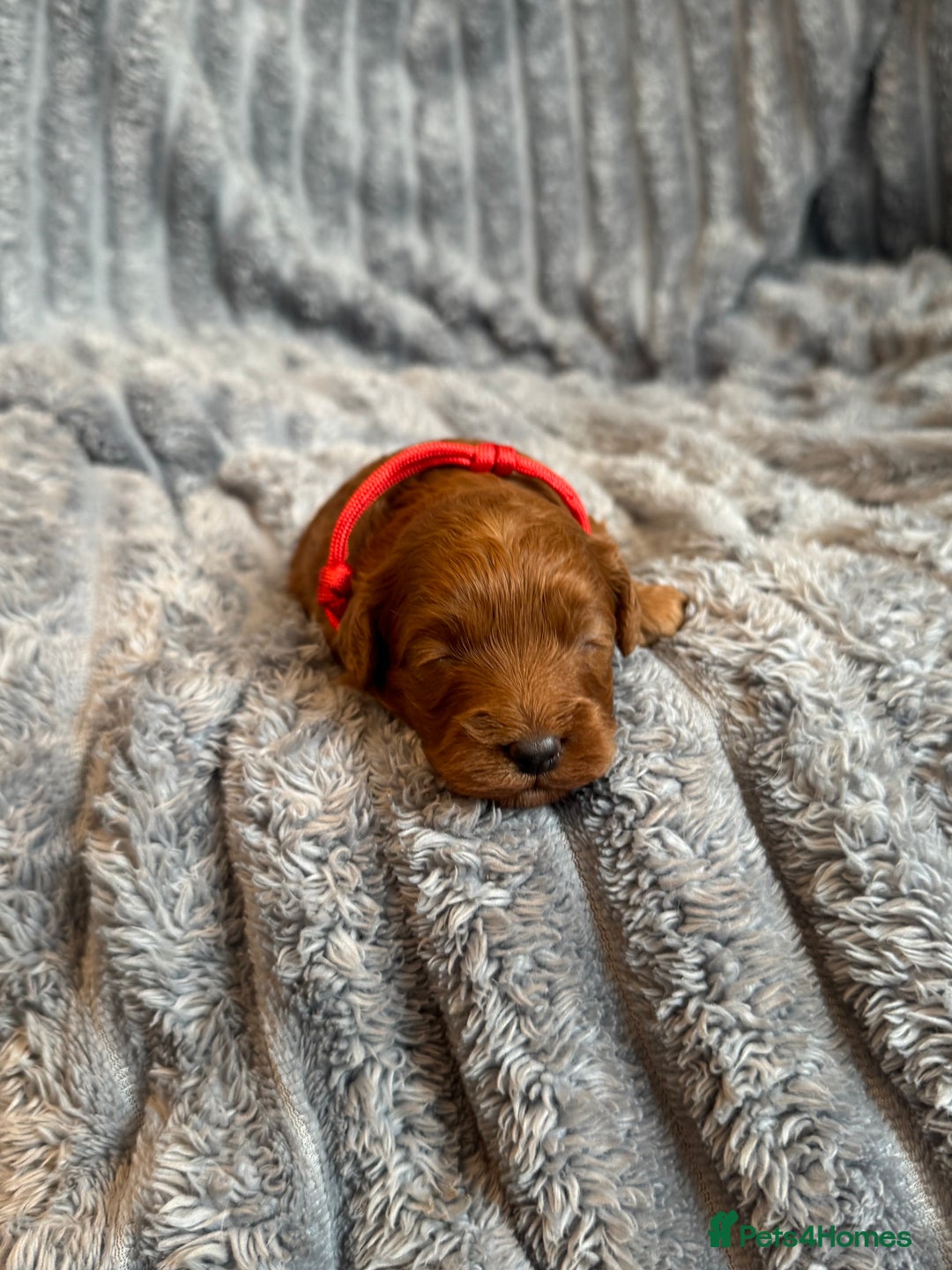 Cavapoo dogs for sale: Beautiful Cavapoo Puppies🐶 - Image 6