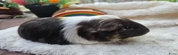 Guinea Pig rodents for sale: Baby boy guineapigs.  - Advert 7