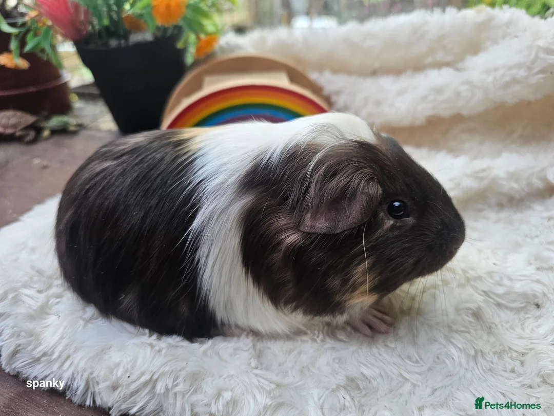 Guinea Pig rodents for sale: Baby boy guineapigs.  - Advert 7