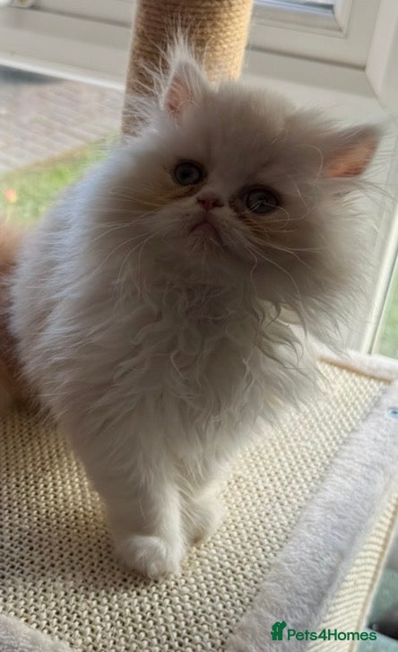 Persian cats Stunning Cream Male Persian Kitten  - Advert 4