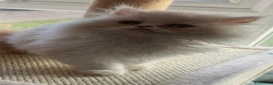 Persian Kitten 1