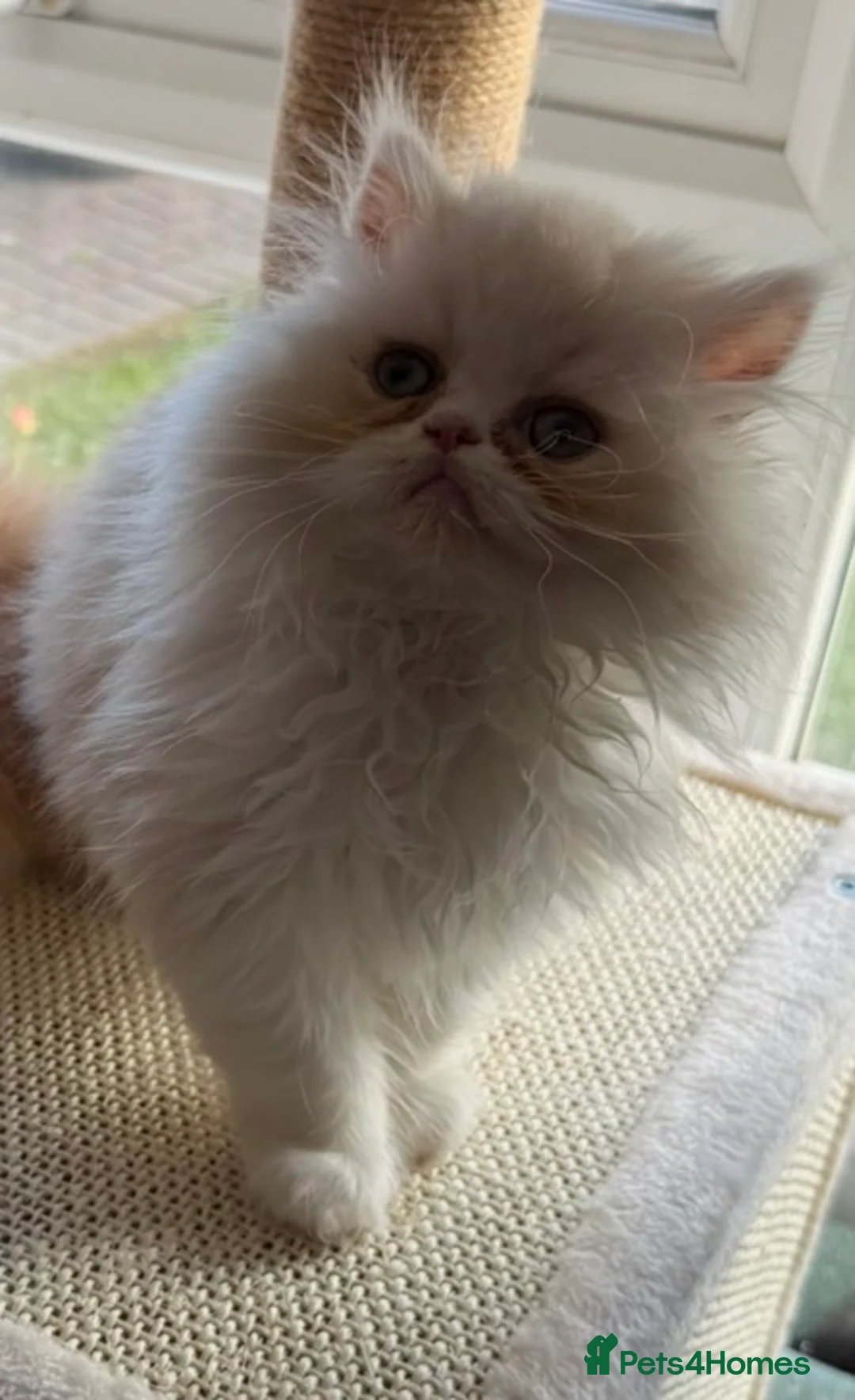 Persian cats for sale: Stunning Cream Male Persian Kitten  in Bangor - Advert 1