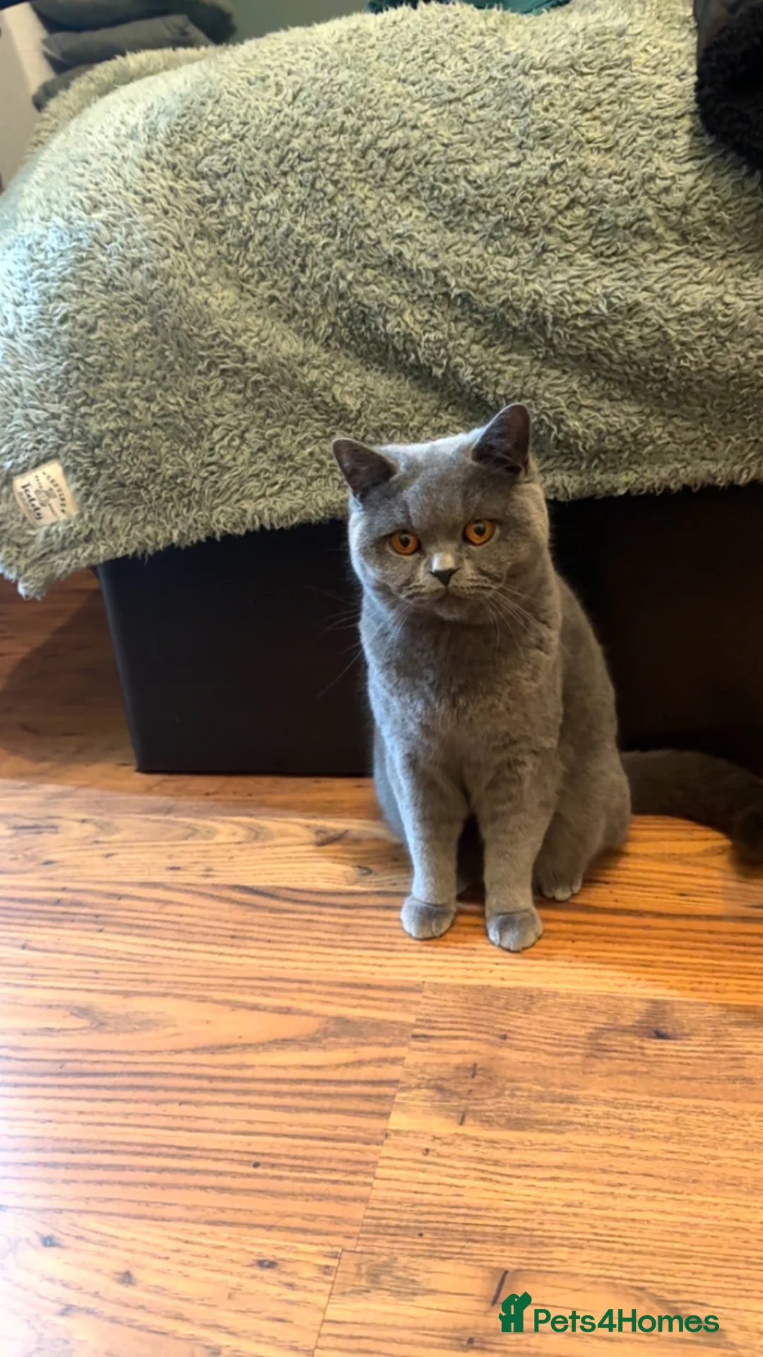 British Shorthair cats for sale: Female British Shorthair - Advert 2