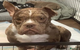 American Bully dogs for sale: American Bully Puppies - Advert 1