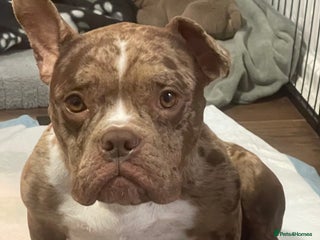 American Bully dogs for sale: American Bully Puppies - Advert 1