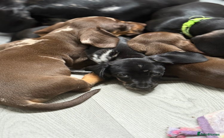 Miniature Dachshund dogs - Advert 3