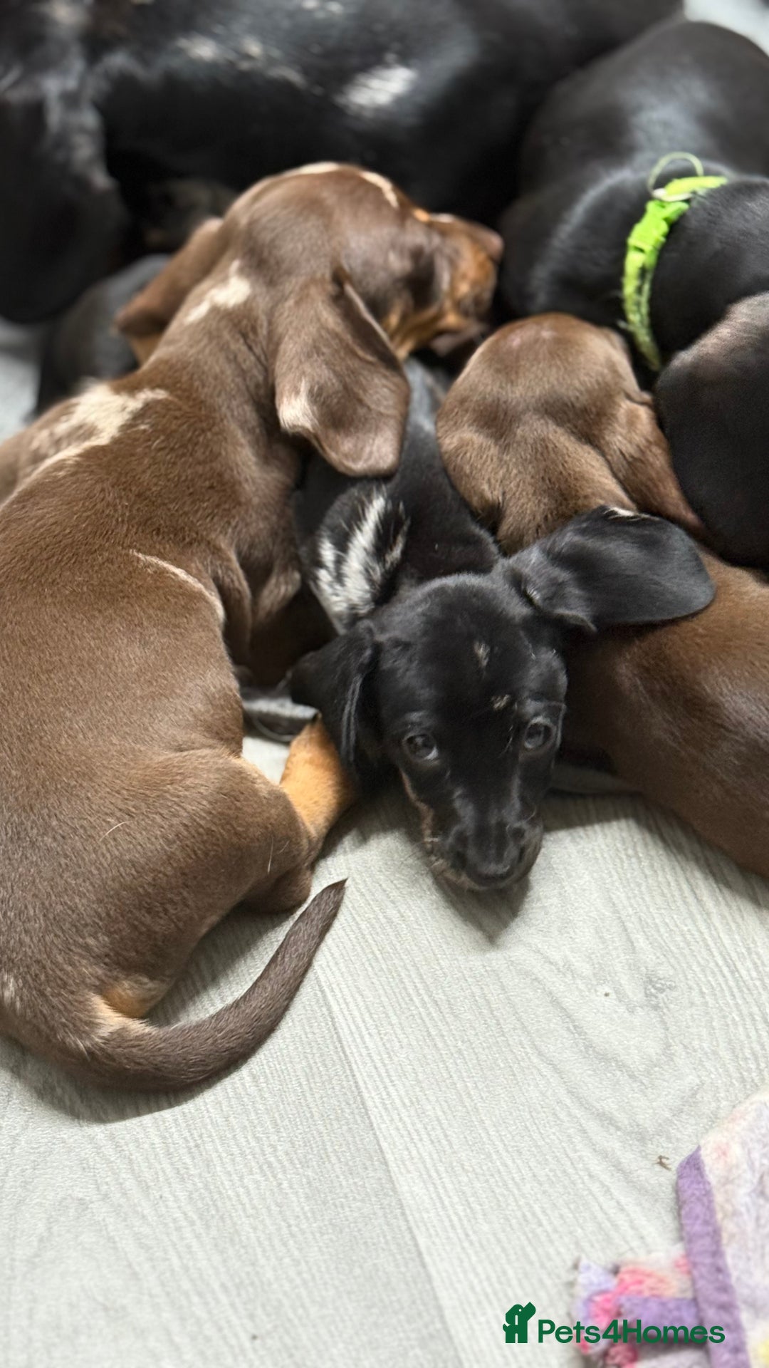 Miniature Dachshund dogs for sale: Gorgeous minix dachshund puppies ready now! - Image 1