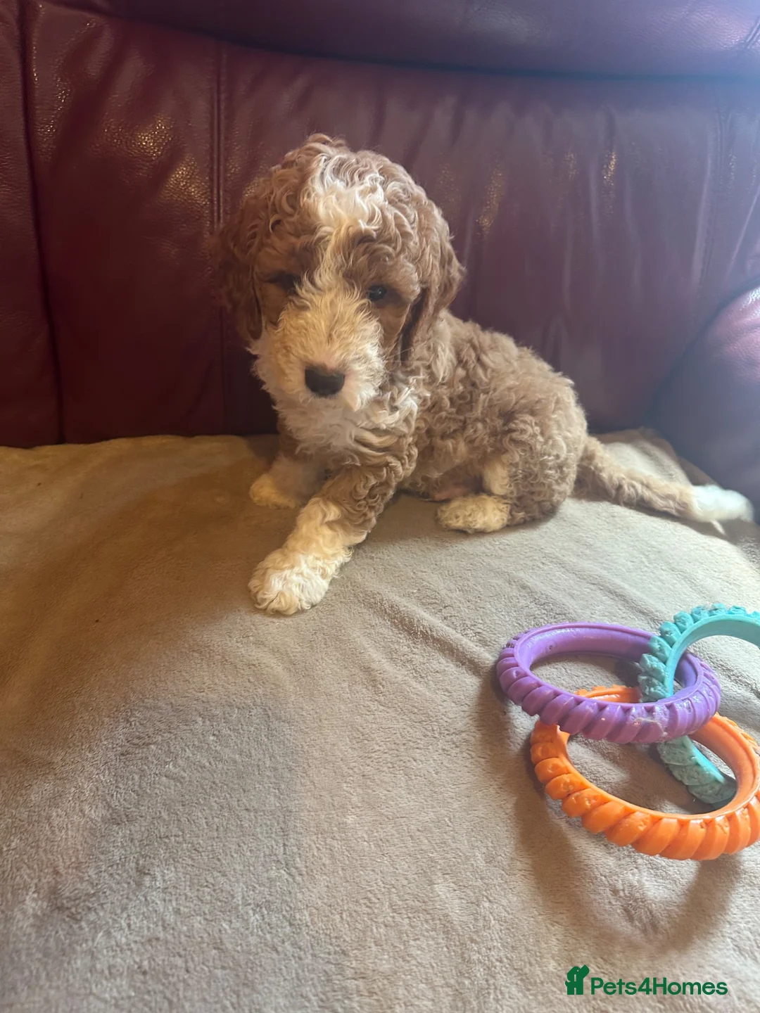 Cockapoo dogs for sale: Red Cockapoo - Advert 1