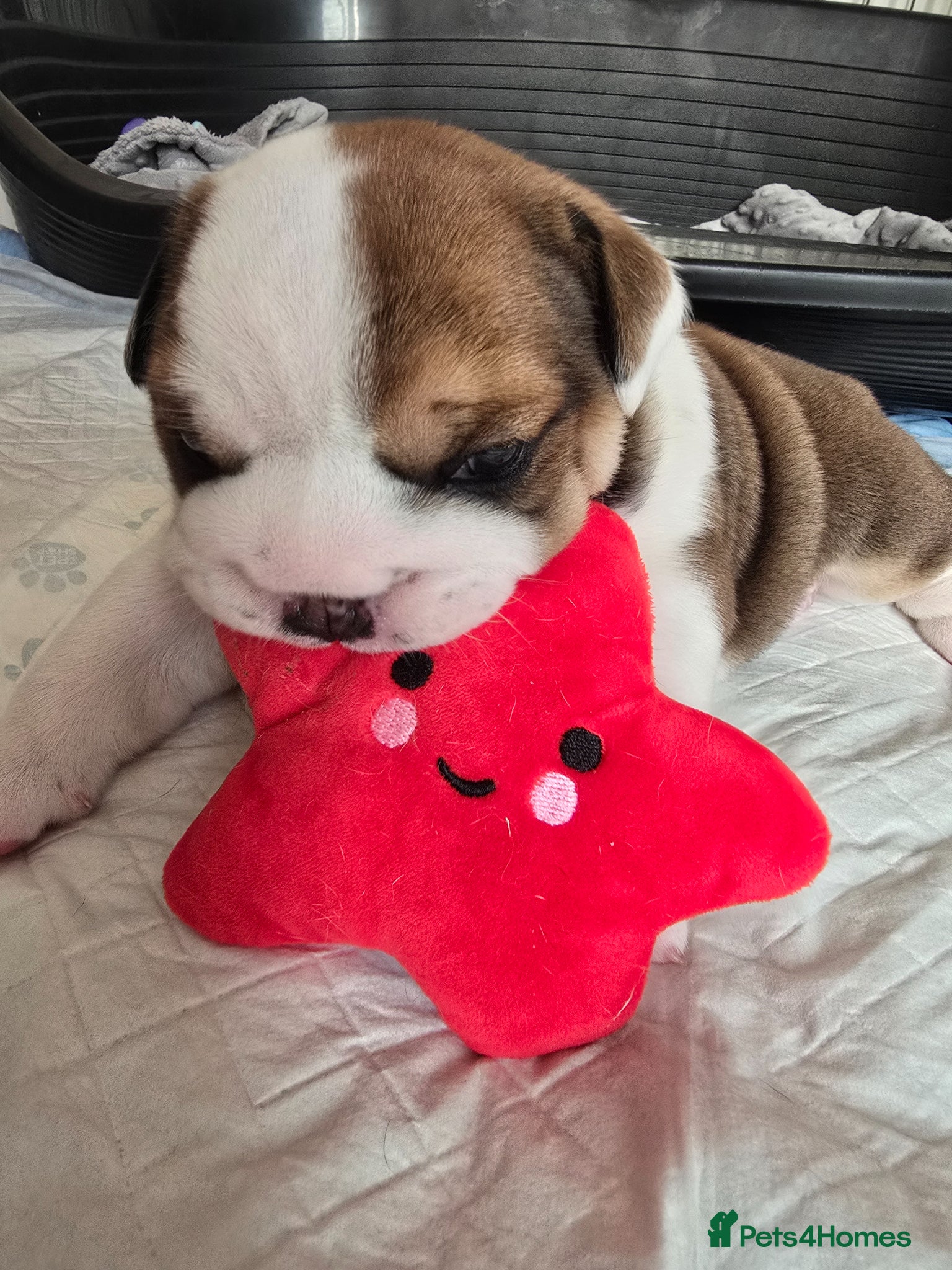English Bulldog dogs 🐶 🔥KC registered English bulldog puppies✨️🔥 - Advert 12