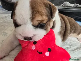 English Bulldog dogs 🐶 🔥KC registered English bulldog puppies✨️🔥 - Advert 12