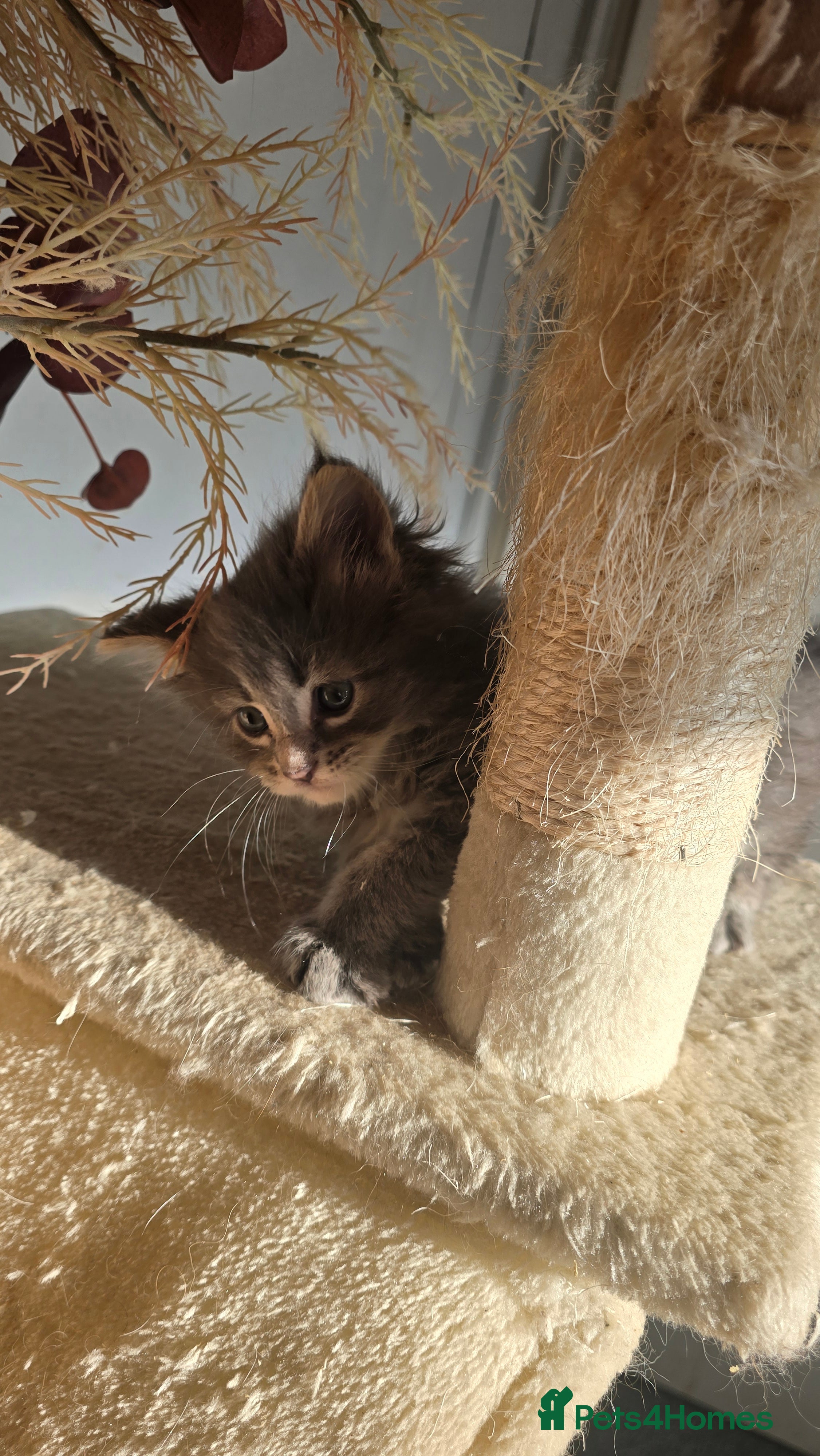 Maine Coon cats Stunning Mainecoons - Advert 2