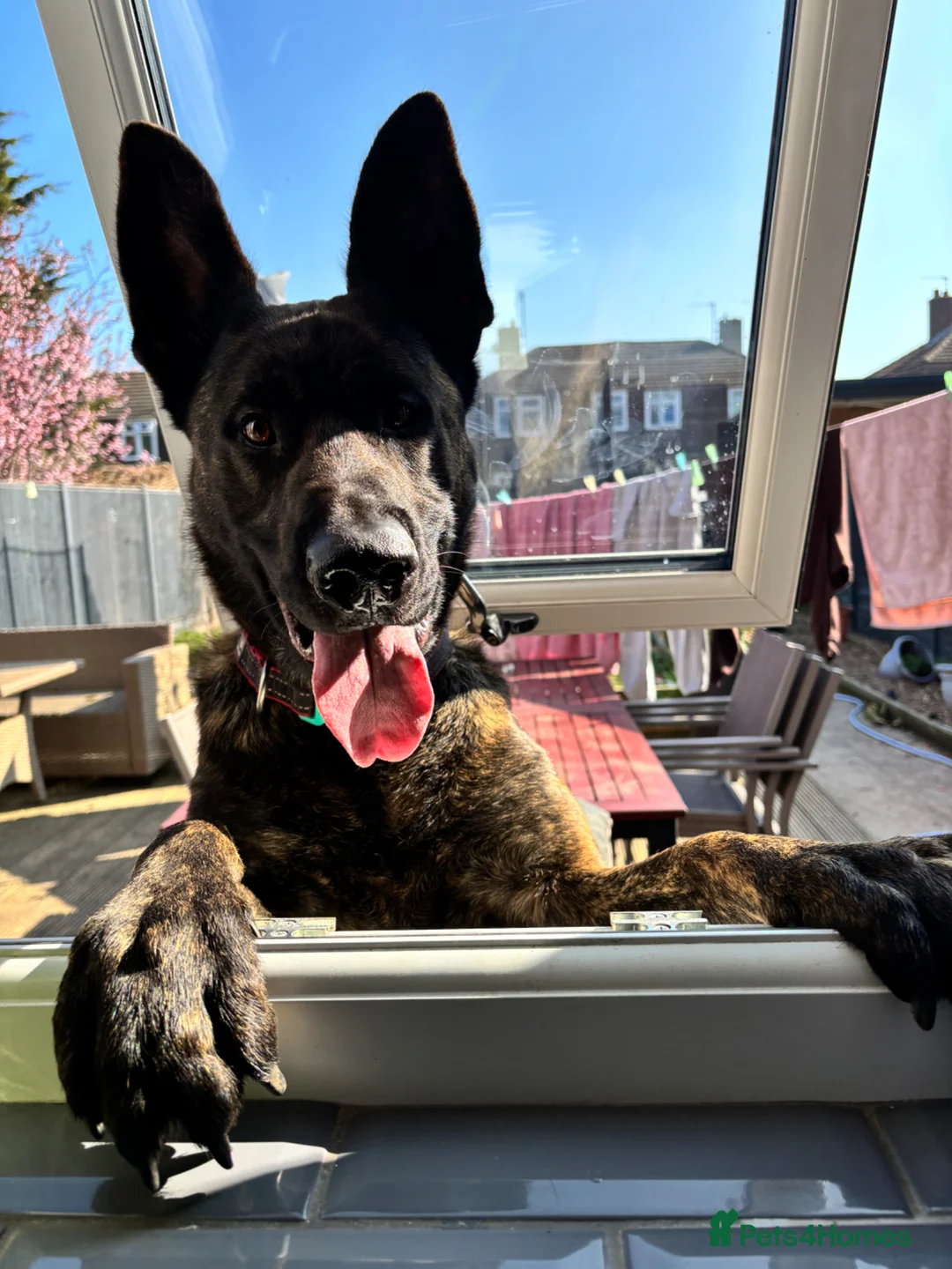Mixed Breed dogs for sale: Ted 3 year old male - Advert 5