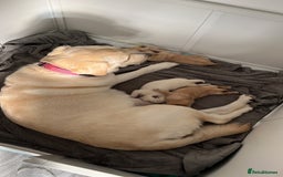 Labrador Retriever dogs for sale: Labrador Puppies  - Image 8