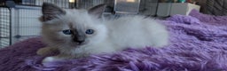 Ragdoll cats for sale: Tica registered ragdoll kittens - Advert 7