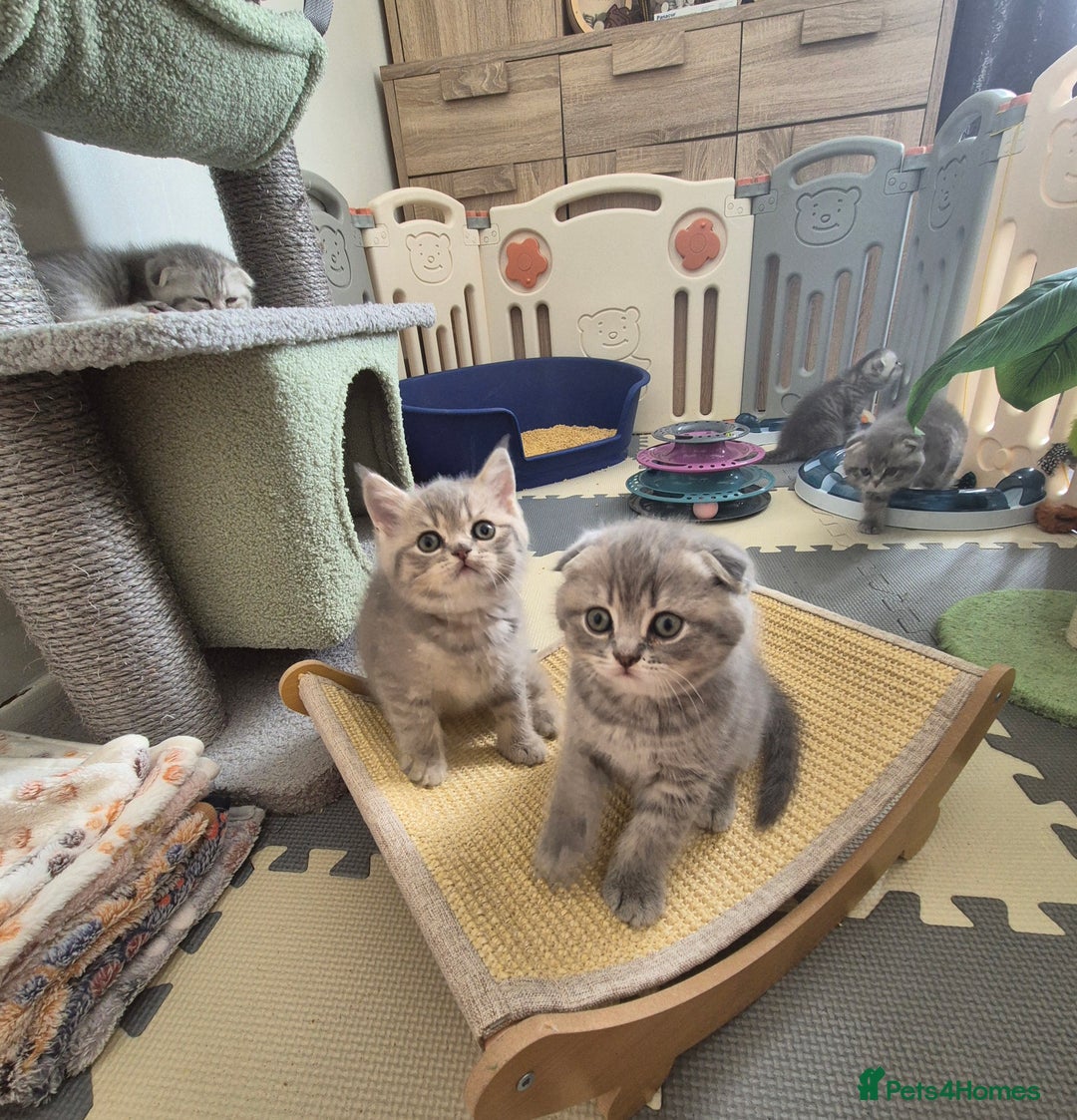 Scottish Fold cats for sale: Scottish Fold/Straight kittens  - Image 10
