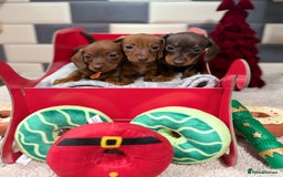 Miniature Dachshund dogs for sale: Outstanding kc reg pra clear minis  - Image 2