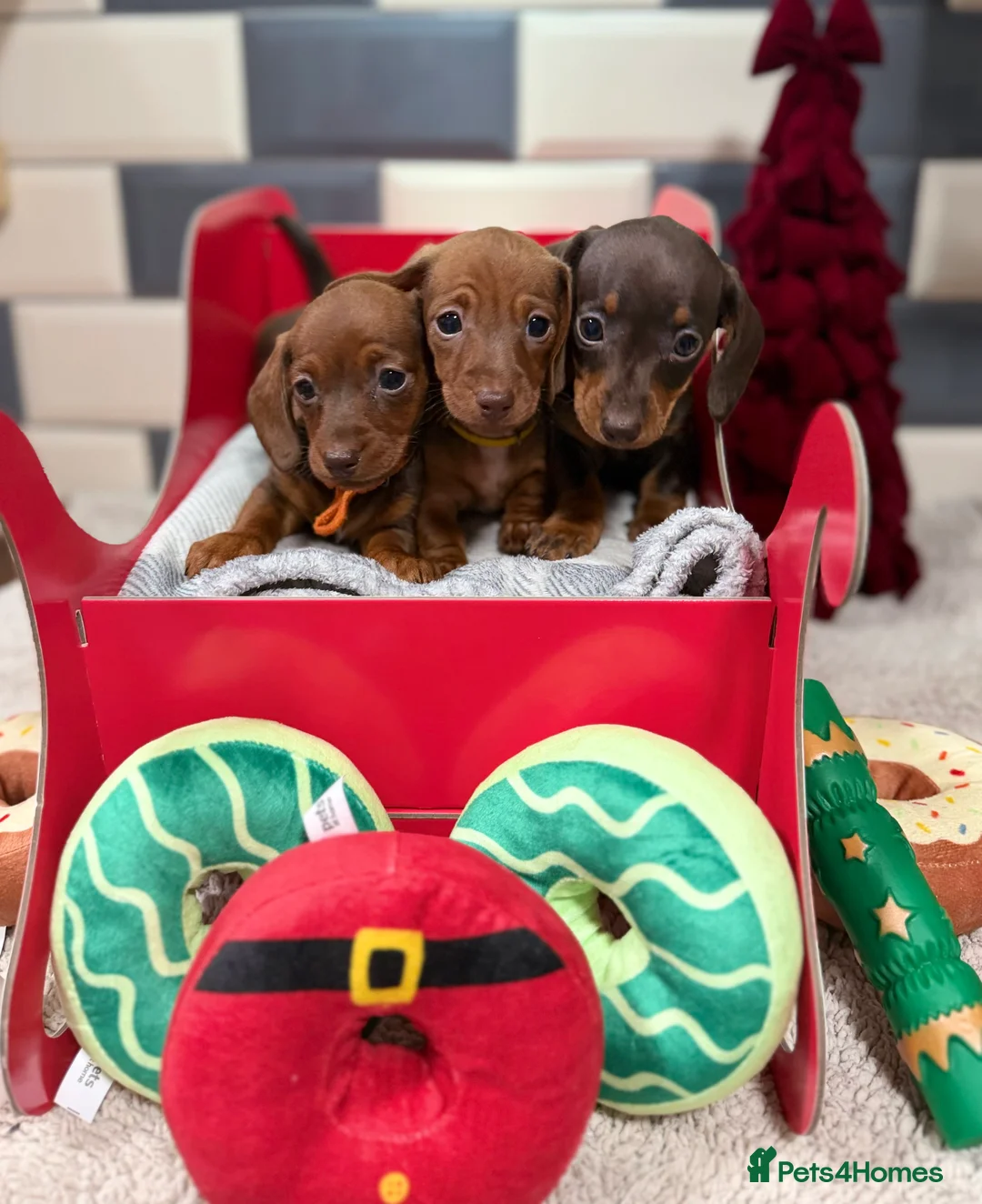 Miniature Dachshund dogs for sale: Ready now Outstanding kc reg pra clear minis  - Advert 5