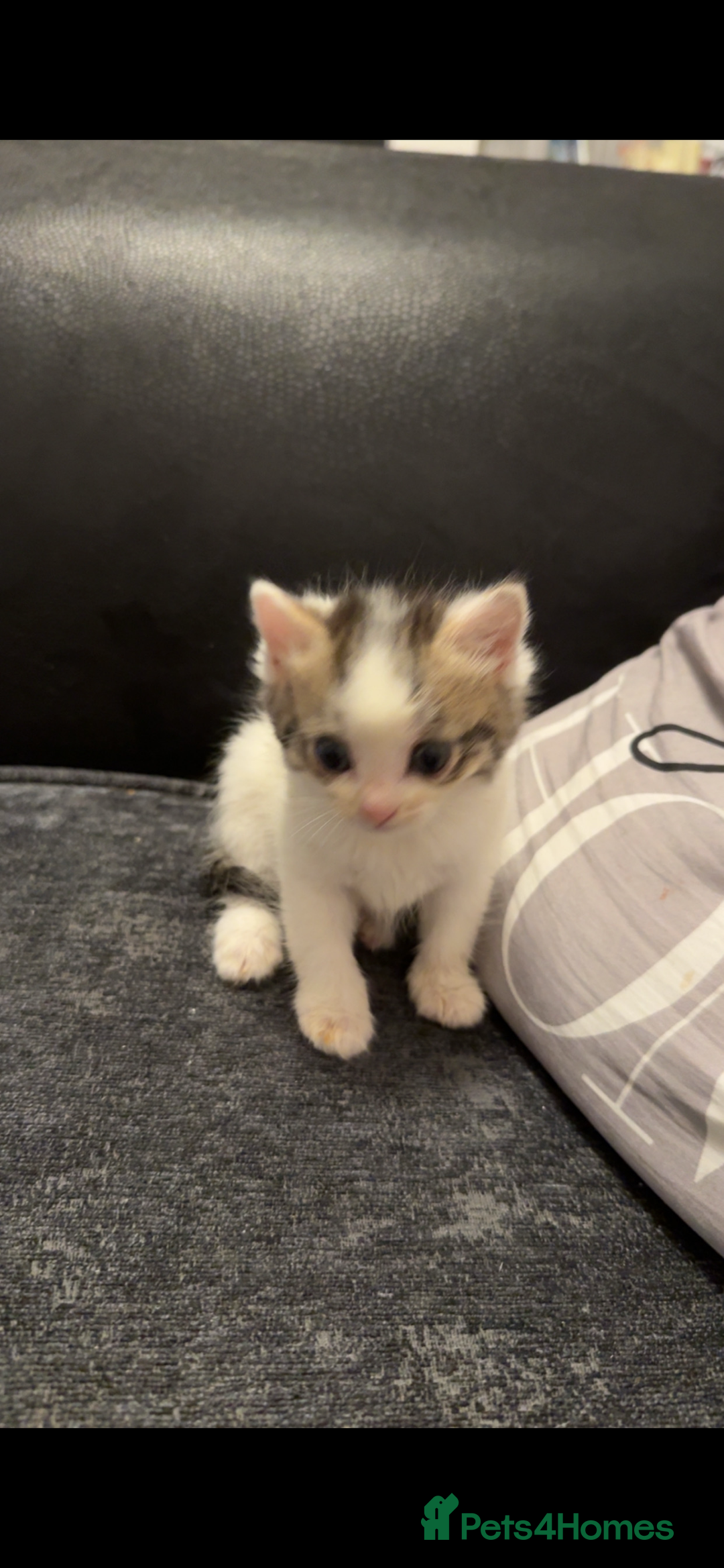 Mixed Breed cats for sale: Male and female kittens  - Image 6