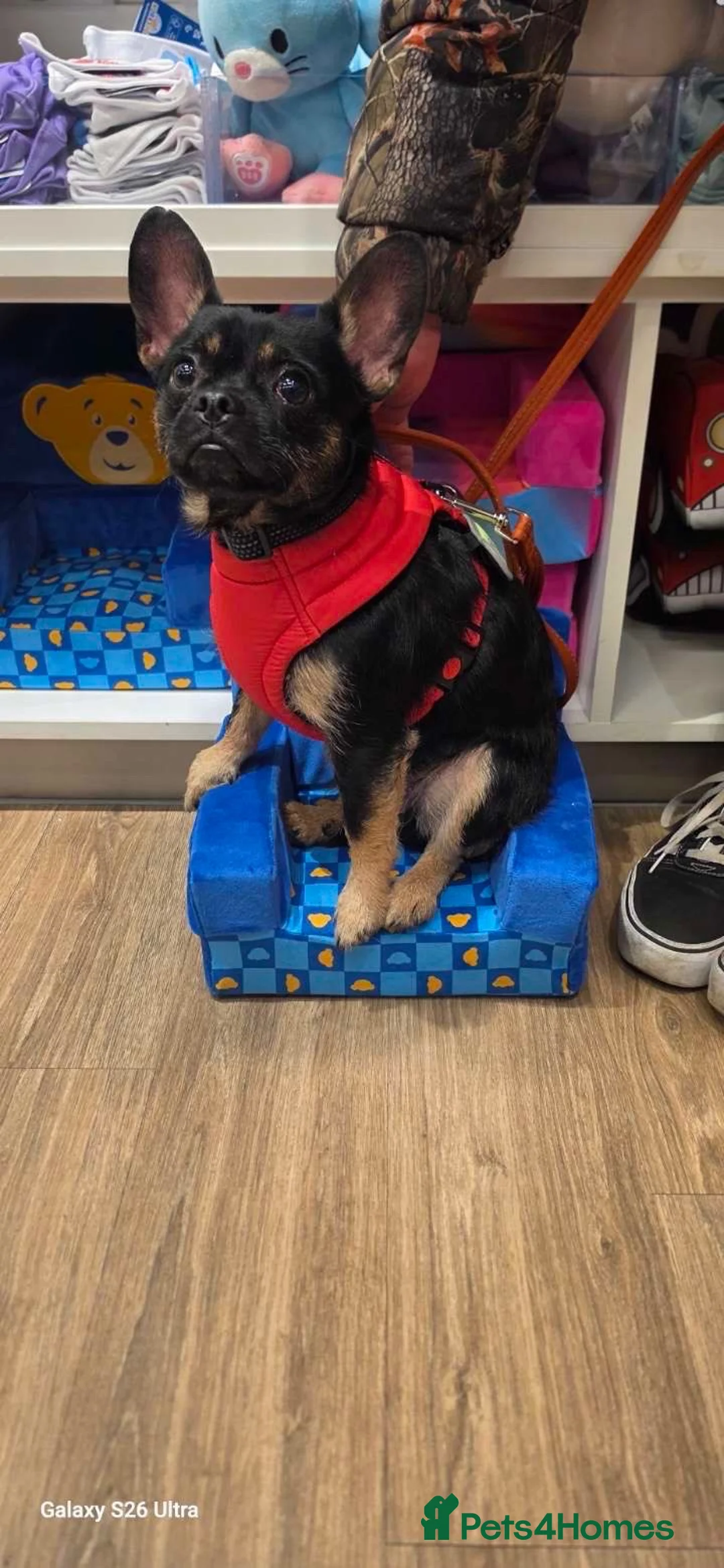 Mixed Breed dogs for sale: Ringo in Southampton - Advert 2