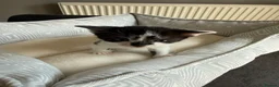 Mixed Breed cats for sale: Beautiful playful kittens for sale - Advert 17