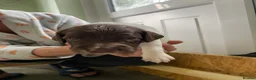 English Springer Spaniel dogs for sale: Gorgeous springer spaniel pups in Darlington - Advert 10